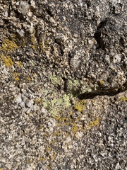 Candelariella rosulans