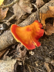 Hygrocybe punicea