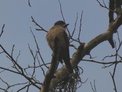 Pachyramphus validus