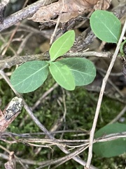 Lonicera periclymenum