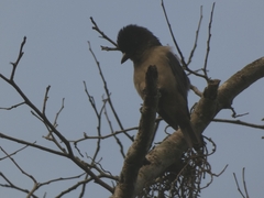 Pachyramphus validus