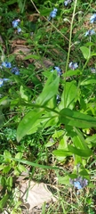 Myosotis sylvatica