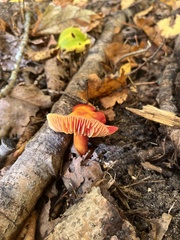 Hygrocybe punicea