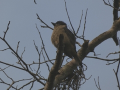 Pachyramphus validus