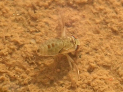 Corixinae