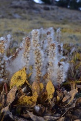 Salix petrophila