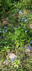 Myosotis sylvatica