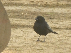 Molothrus rufoaxillaris