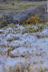 Salix petrophila