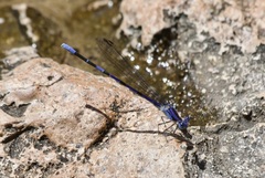 Argia sabino