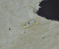 Argyresthia oreasella