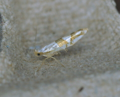 Argyresthia oreasella