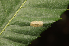 Phyllonorycter messaniella