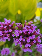 Verbena bonariensis