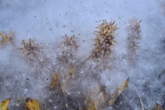 Salix petrophila