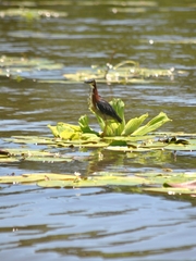 Butorides virescens