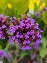 Verbena bonariensis