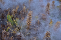 Salix petrophila