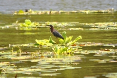 Butorides virescens