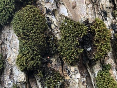 Ulota crispa