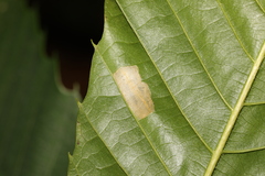 Phyllonorycter messaniella