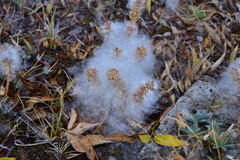 Salix petrophila