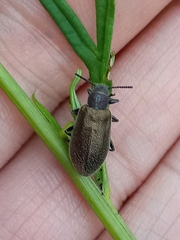 Lagria villosa