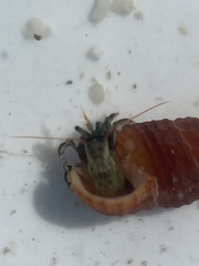 Clibanarius antillensis