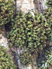 Ulota crispa