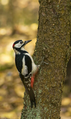 Dendrocopos major