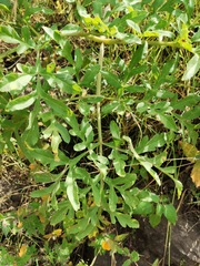 Prionosciadium thapsoides