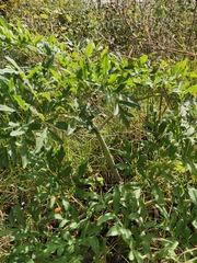 Prionosciadium thapsoides