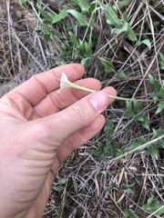 Acleisanthes longiflora