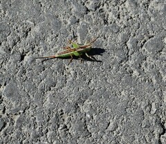 Conocephalus saltans