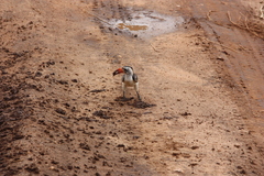 Tockus erythrorhynchus