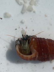 Clibanarius antillensis