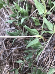 Acleisanthes longiflora