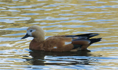 Tadorna ferruginea
