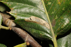 Phyllonorycter messaniella