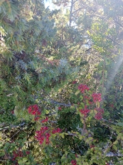 Viburnum parvifolium