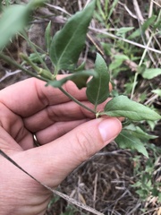 Acleisanthes longiflora