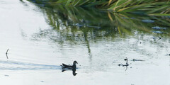 Gallinula chloropus