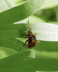 Deraeocoris ruber