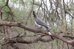 Corythaixoides leucogaster