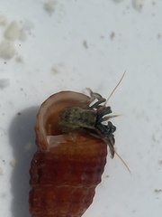 Clibanarius antillensis