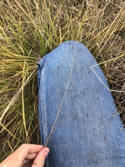 Sporobolus cryptandrus