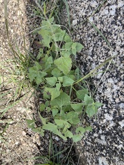 Physalis hederifolia
