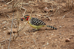 Trachyphonus erythrocephalus