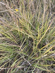 Sporobolus cryptandrus