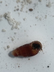 Clibanarius antillensis